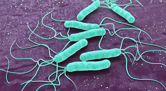 Infectiologie : Helicobacter pylori