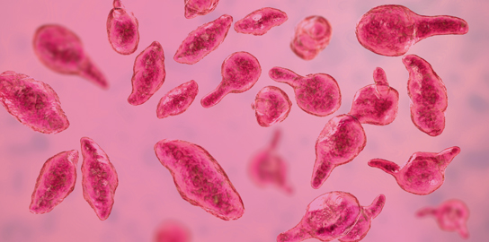 Mycoplasmes urogénitaux : quelle pathogénie chez l'homme et la femme ?